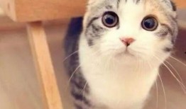 娱乐吃瓜君折耳猫视频,萌态百出，笑料连连