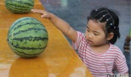 吃瓜比赛技巧,揭秘吃瓜比赛的五大绝技