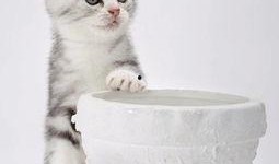 娱乐吃瓜君折耳猫视频,萌态百出，笑料连连