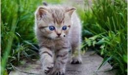 娱乐吃瓜酱猫猫,揭秘娱乐圈那些不为人知的幕后故事