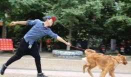 娱乐吃瓜酱遛狗,揭秘明星宠物日常