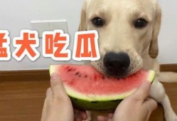 娱乐吃瓜蛋仔名字大全,趣味横生的昵称盛宴