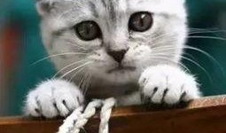 娱乐吃瓜君折耳猫视频,萌态百出，笑料连连