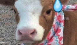 娱乐吃瓜酱猫猫,揭秘娱乐圈那些不为人知的幕后故事