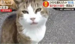 娱乐吃瓜酱猫猫,揭秘娱乐圈那些不为人知的幕后故事